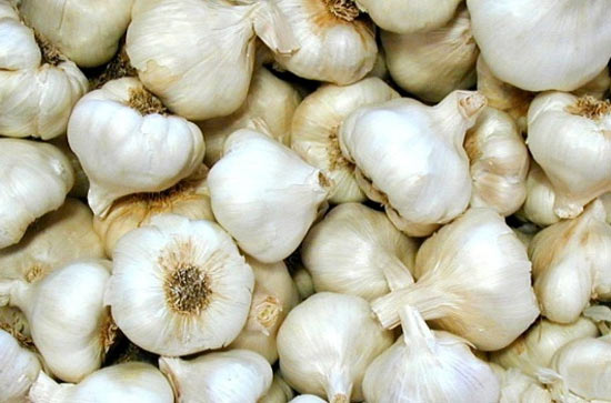 Top health benefits of garlic