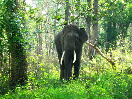 Elephant at Mudumalai National Park