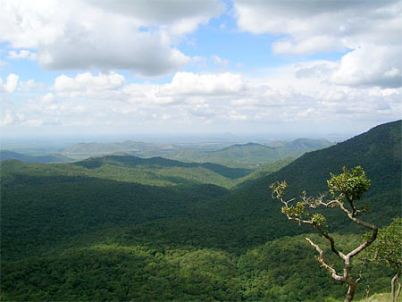 Mudumalai forest