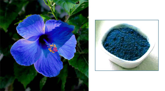 Grind blue hibiscus to get natural blue colour (inset)