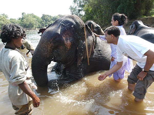 Bathing elephants in Karnataka