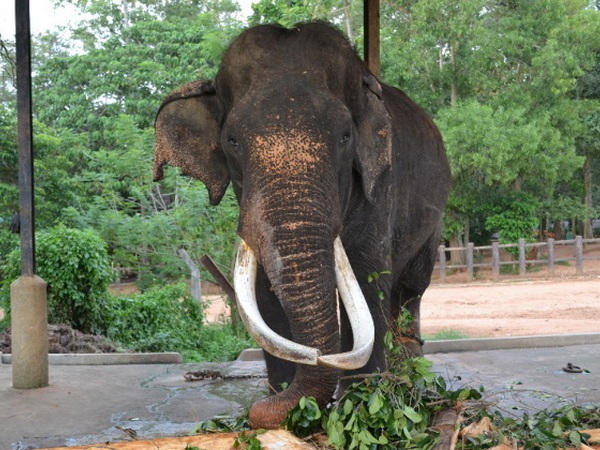 Pinnawala Elephant Orphanage in Sri Lanka.