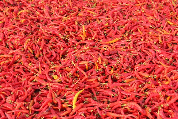 Red Chilies, Raipur Chilli Market, Rajasthan