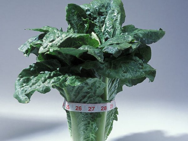 Leafy vegetables are a rich source of manganese