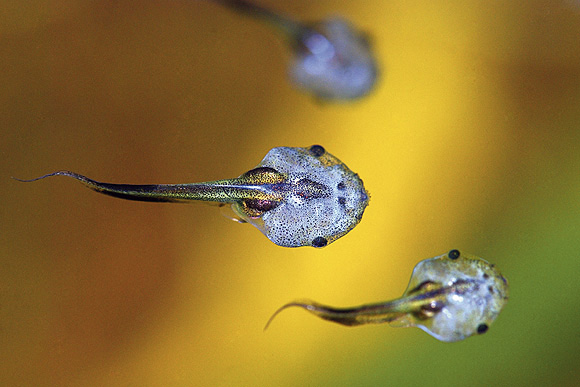 Microhyla tadpoles