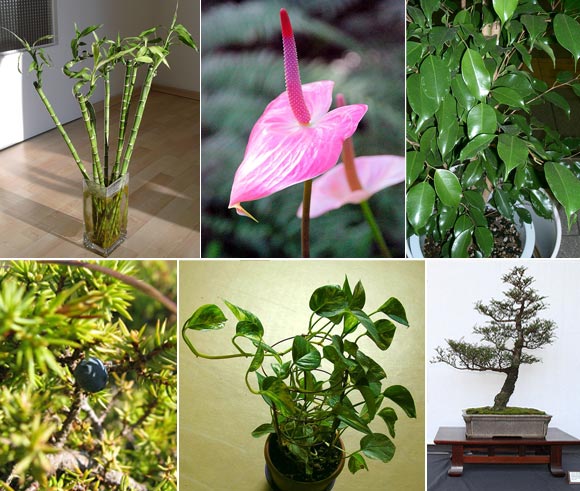 IN PICS: Now, plants for your personality types!