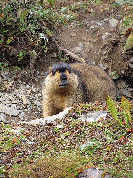Himalayan Marmot at Tshophu Lake, Bhutan