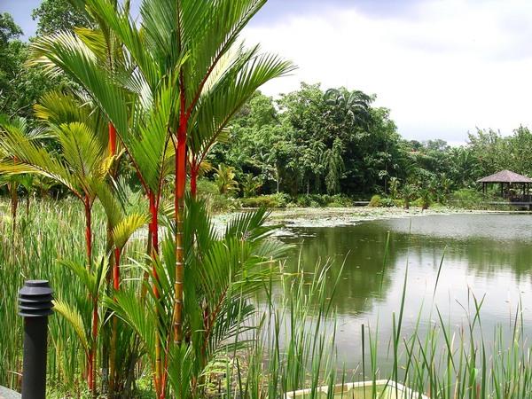 Symphony Lake at the Singapore Botanical Gardens