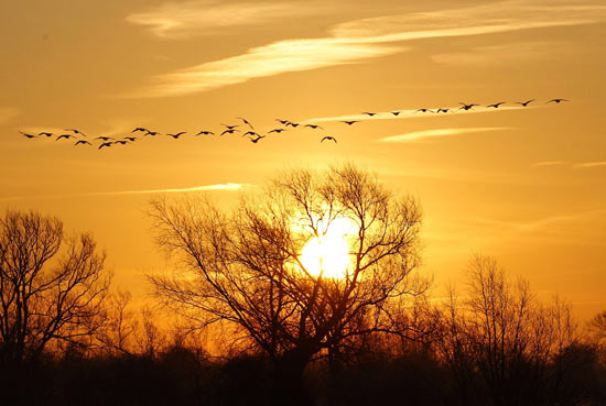 Wild fowl fly at sunrise in Quorn, central England January 16, 2012.