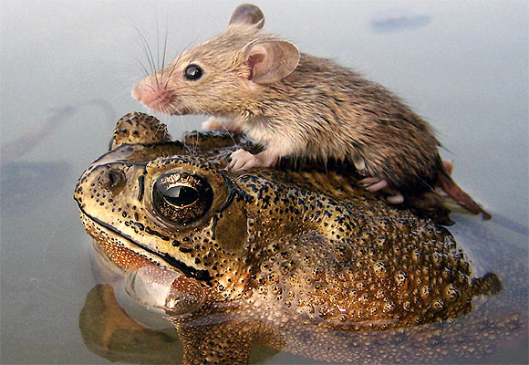 PHOTOS: 10 unusual friendships in the animal world