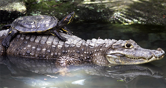PHOTOS: 10 unusual friendships in the animal world