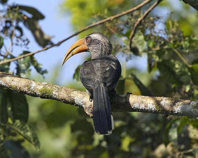 The Malabar Grey-Hornbill at Thattekad, Kerala