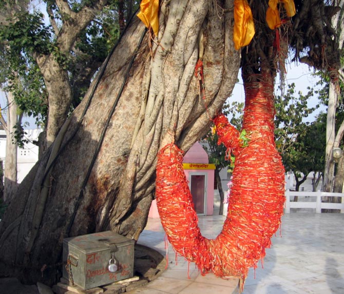 The banyan tree where Krishna is believed to have imparted teachings of the Bhagavat Gita to Arjun.