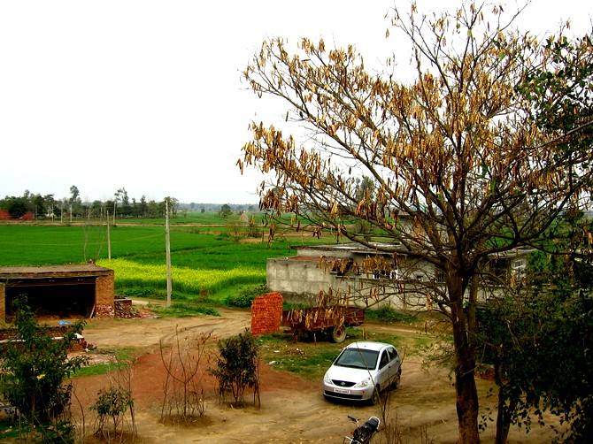 The terrain is dominated by fields of wheat and mustard and  eucalyptus trees.