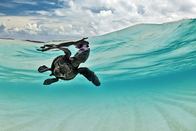 A sea turtle clicked underwater