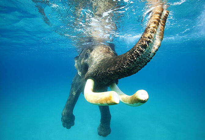 An elephant clicked underwater