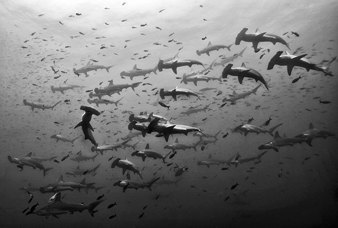A swarm of hammerhead sharks clicked underwater
