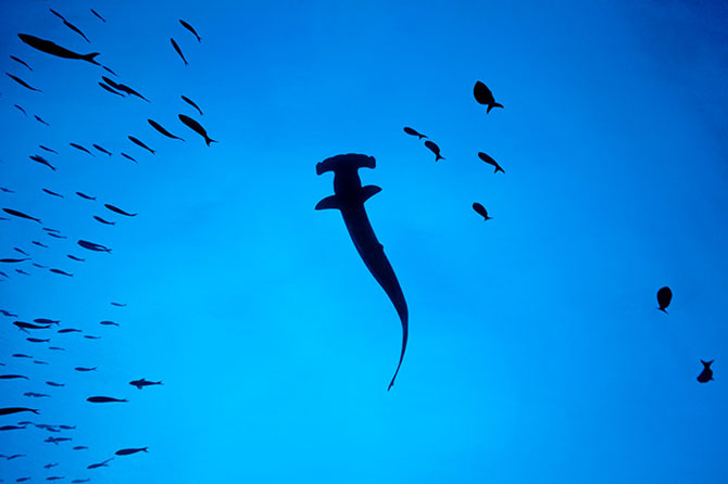 Hammerheads clicked underwater at Galapagos, Ecuador