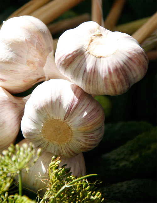 A pod of garlic with milk will provide you relief from asthma and cough.