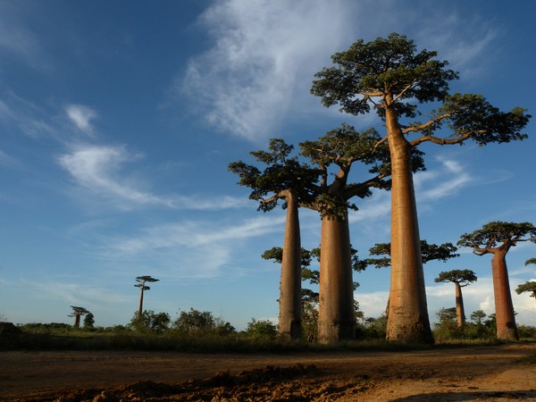 Avenue of the Baobabs near Morondava, Madagascar
