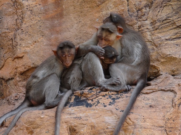 Monkey Family Enjoying Afternoon Siesta