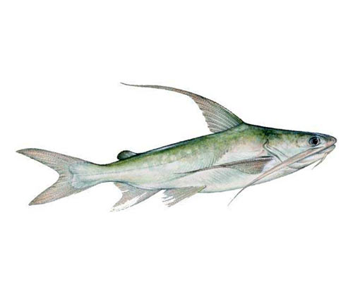 The Hardhead Catfish