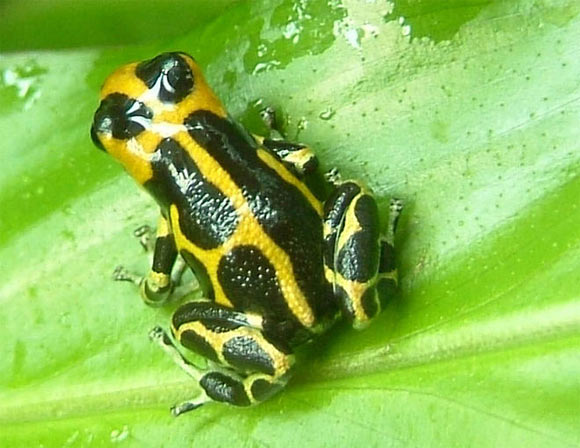 The Mimic Poison Frog