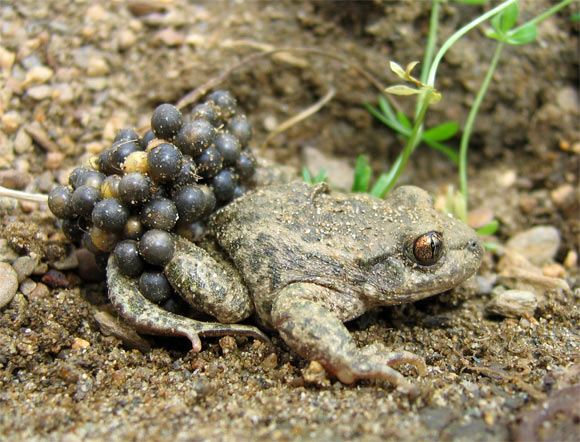 The Common Midwife Toad