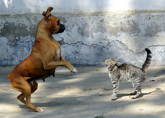 Cat scares the dog!