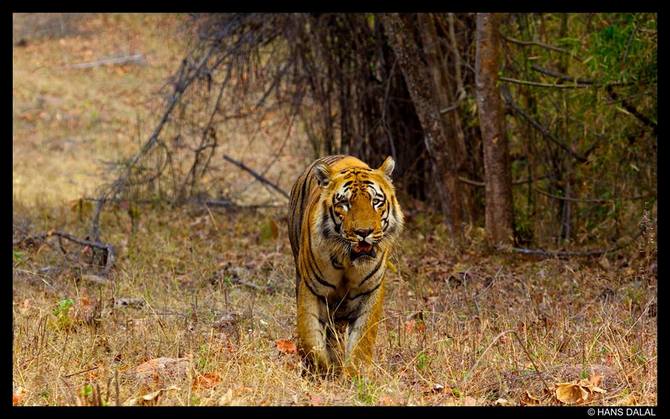Following a year of research on tigers, Dalal enrolled with Tiger Watch, an organisation that works towards tiger conservation.