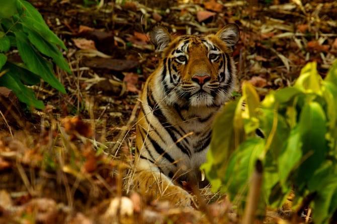 Hans Dalal credits Tiger Watch for having transformed his understanding of the tiger and the issues surrounding protection of the magnificent beast.