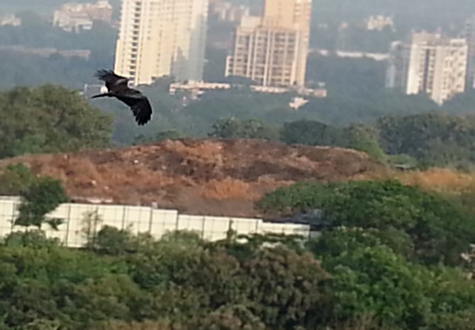 A black kite flies past the hills