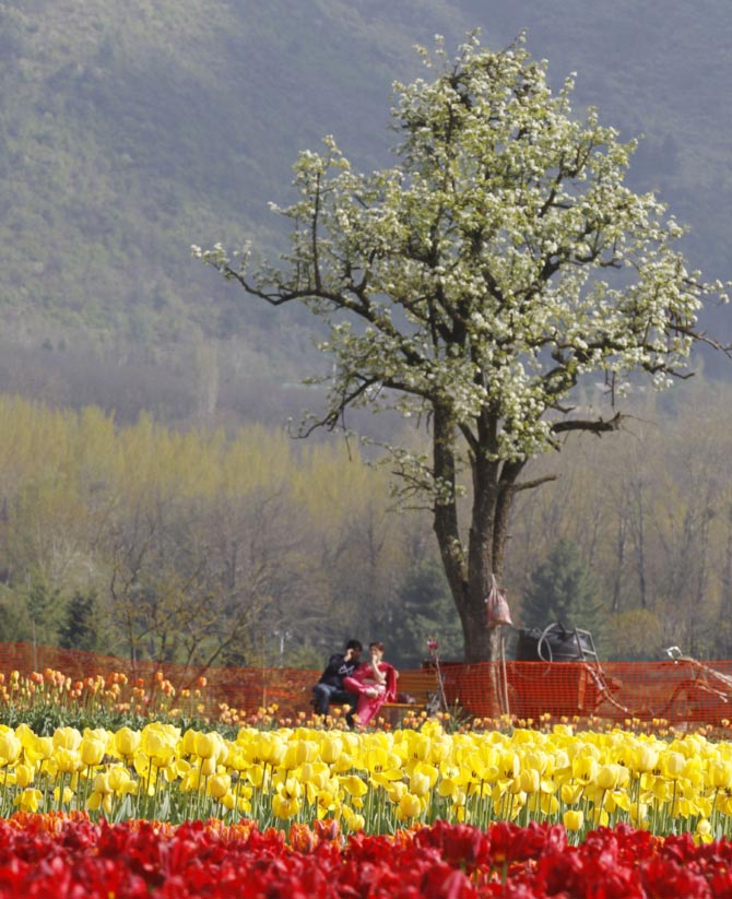A couple rests on a bench inside Kashmir's tulip garden during Baisakhi festival in Srinagar April 13, 2011. 