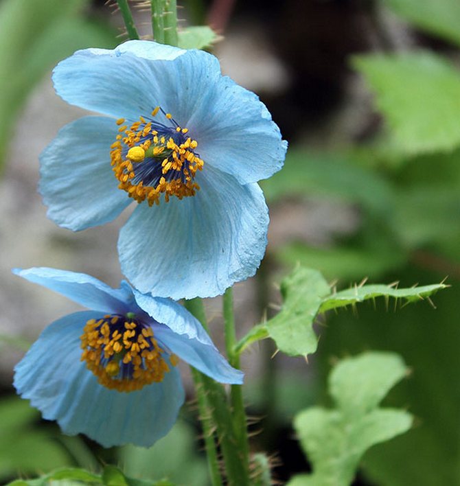 The Himalayan Blue Poppies found in the Valley of Flowers