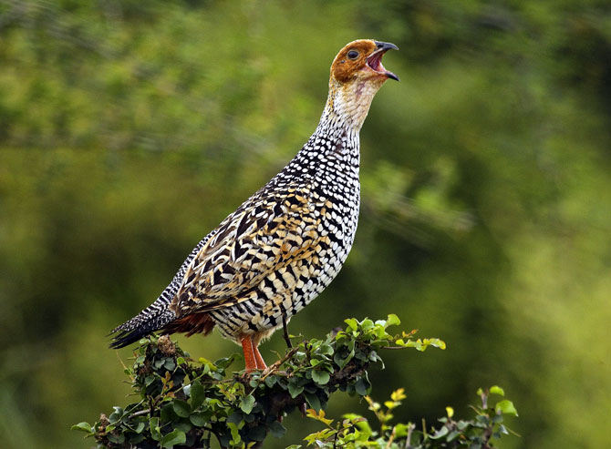 This photograph of the painted francolin was shortlisted last year, though it never made it to the finals.
