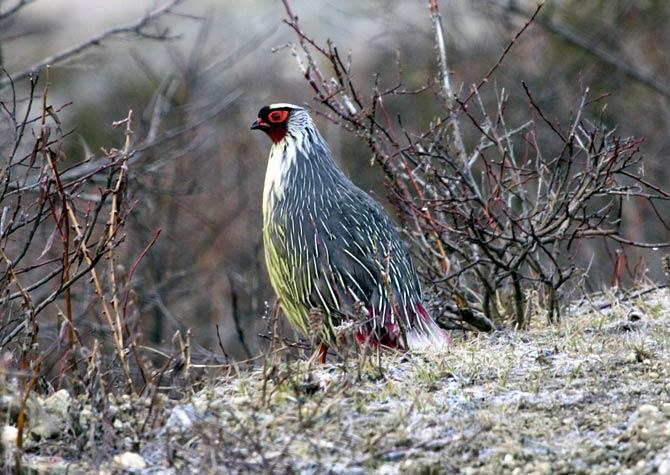 Udayan Rao Pawar shot this photograph og the Blood Pheasant, the state bird of Sikkim in the Thangu region of north Sikkim.