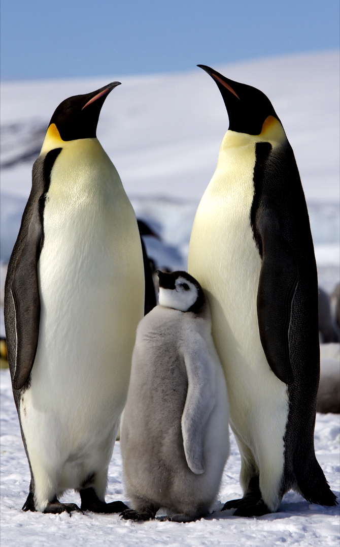 Antarctica is best known for being home to the Emperor Penguin.