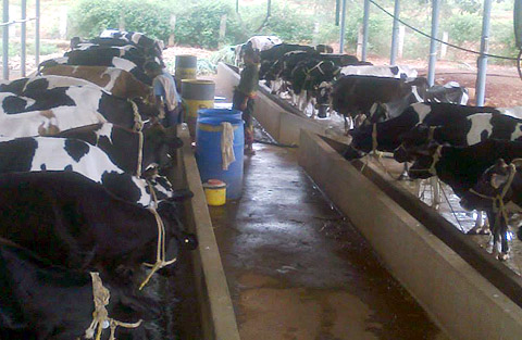 Cows lined up at the farm's shelter