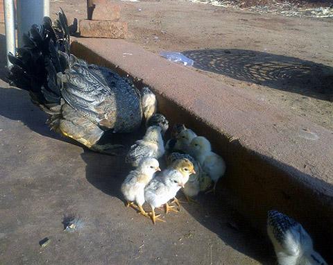 Young members at the Amrutha Diary Farm