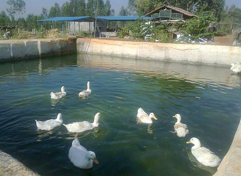 Ducks at the farm