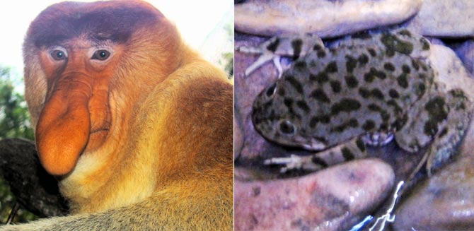 Left: A dominant male proboscis monkey at the Singapore Zoo, one of few places where captive animals of this species seem to thrive; Right: A juvenile Lake Titicaca Frog in a stream on Isla del Sol, Bolivia.
