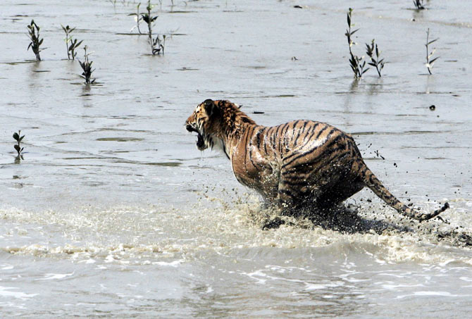 A tigress jumps into the waters of river Sundari Kati, after its release from a cage at Sunderbans, about 150 km (93 miles) south of Kolkata February 19, 2008. The pregnant tigress which strayed from deep inside a village on the fringes of the Sunderbans forest was rescued by the forest workers on Sunday after being stoned and badly beaten by villagers, a forest official said on Tuesday.