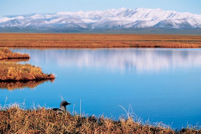 A Pacific loon on nest in the coastal plain of the Arctic National Wildlife Refuge during spring. Loons are among the oldest surviving species on earth, having been around for more than 20 million years.