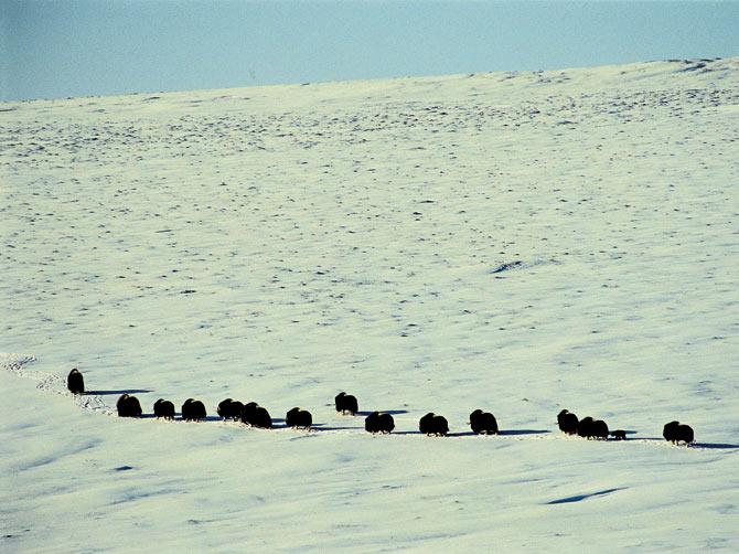 Adult muskox, the most adapted of all the Arctic species, with a newborn calf along the Canning River from foothills of the Brooks Range mountains to the coastal plain, Arctic National Wildlife Refuge.