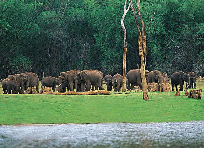 Periyar Wildlife Sanctuary, Thekkady, Kerala