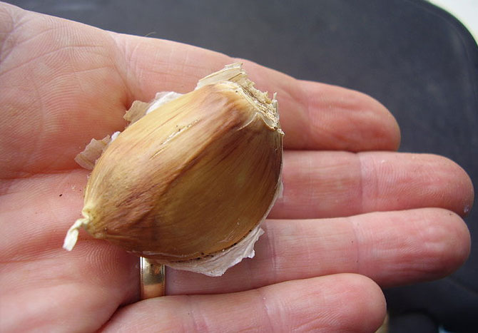 Garlic increases circulation and keeps the blood vessels clean.