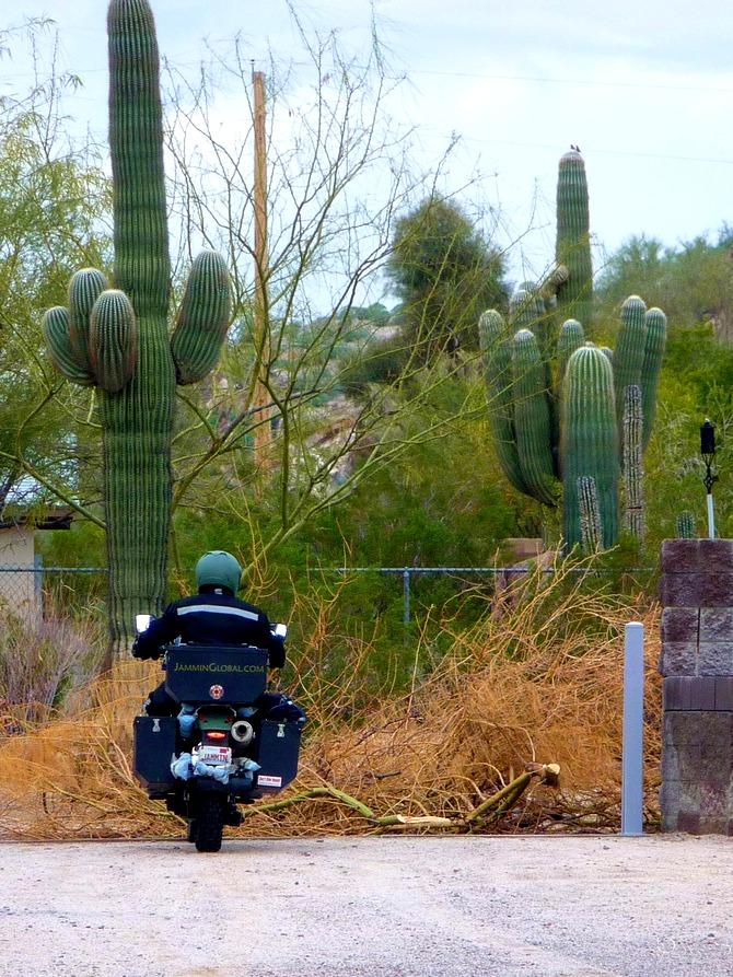 Saguaro Cactus, Arizona, USA