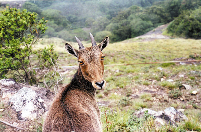 The Nilgiri Tahr, found in the Nilgiri Hills in Kerala and Tamil Nadu, is one of India's rarer species of goats.