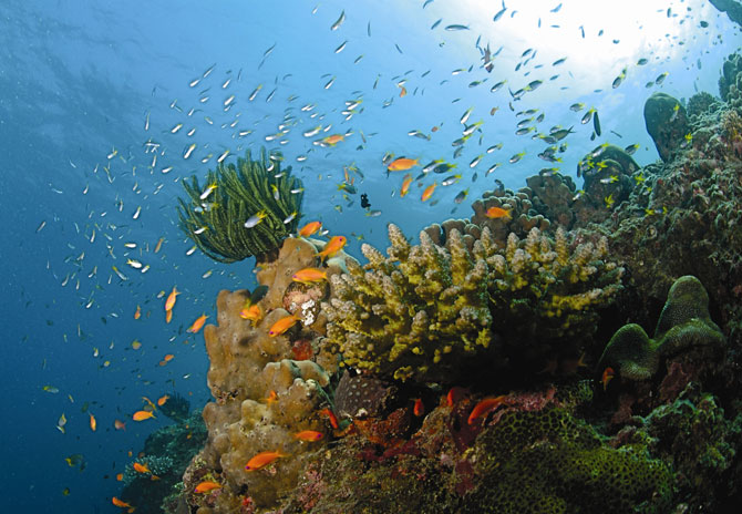 The underwater beauty surrounding the Andaman islands.