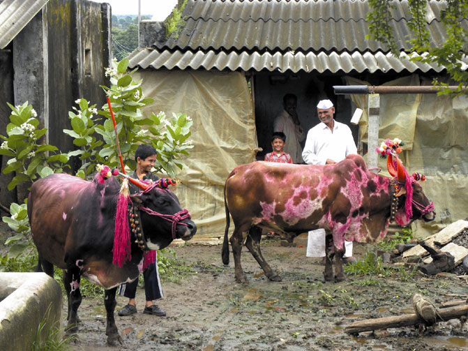 Bulls dressed up for Bel Pola, rural Maharashtra. They will be fed Puran Polis (lentil stuffed sweet breads).